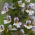 Eyebright - Euphrasia officinalis L. | Fotografijos autorius : Gediminas Gražulevičius | © Macronature.eu | Macro photography web site