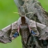 Eyed Hawk-moth - Smerinthus ocellatus | Fotografijos autorius : Dalia Račkauskaitė | © Macronature.eu | Macro photography web site