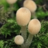 Išsėtinis mėšlagrybukas - Coprinellus disseminatus | Fotografijos autorius : Gintautas Steiblys | © Macronature.eu | Macro photography web site