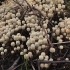 Fairy inkcap - Coprinellus disseminatus | Fotografijos autorius : Vytautas Gluoksnis | © Macronature.eu | Macro photography web site