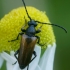 Fairy-ring Longhorn Beetle - Pseudovadonia (=Leptura) livida  | Fotografijos autorius : Gintautas Steiblys | © Macronature.eu | Macro photography web site