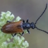 Fairy-ring Longhorn Beetle - Pseudovadonia livida ♀ | Fotografijos autorius : Žilvinas Pūtys | © Macronature.eu | Macro photography web site