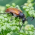 Fairy-ring Longhorn Beetle - Pseudovadonia livida | Fotografijos autorius : Romas Ferenca | © Macronature.eu | Macro photography web site