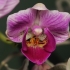Falenopsis - Phalaenopsis sp. | Fotografijos autorius : Gintautas Steiblys | © Macrogamta.lt | Šis tinklapis priklauso bendruomenei kuri domisi makro fotografija ir fotografuoja gyvąjį makro pasaulį.
