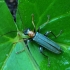 False Blister Beetle - Oedemera croceicollis | Fotografijos autorius : Romas Ferenca | © Macronature.eu | Macro photography web site