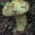 False Death-cap - Amanita citrina | Fotografijos autorius : Gintautas Steiblys | © Macronature.eu | Macro photography web site