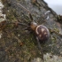 False black widow - Steatoda grossa | Fotografijos autorius : Kazimieras Martinaitis | © Macrogamta.lt | Šis tinklapis priklauso bendruomenei kuri domisi makro fotografija ir fotografuoja gyvąjį makro pasaulį.