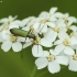 Žaliasis laibavabalis - Chrysanthia geniculata  | Fotografijos autorius : Vidas Brazauskas | © Macronature.eu | Macro photography web site