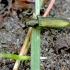 Žaliasis laibavabalis - Chrysanthia geniculata  | Fotografijos autorius : Kazimieras Martinaitis | © Macronature.eu | Macro photography web site