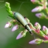 Žaliasis laibavabalis - Chrysanthia geniculata | Fotografijos autorius : Romas Ferenca | © Macronature.eu | Macro photography web site