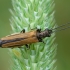 False blister beetle - Oedemera femorata ♀ | Fotografijos autorius : Žilvinas Pūtys | © Macronature.eu | Macro photography web site