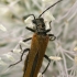 False blister beetle - Oedemera femorata  | Fotografijos autorius : Gintautas Steiblys | © Macronature.eu | Macro photography web site