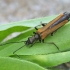 False blister beetle - Oedemera femorata | Fotografijos autorius : Vytautas Gluoksnis | © Macronature.eu | Macro photography web site