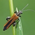 False blister beetle - Oedemera femorata | Fotografijos autorius : Gintautas Steiblys | © Macronature.eu | Macro photography web site