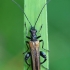 False blister beetle - Oedemera femorata | Fotografijos autorius : Gintautas Steiblys | © Macronature.eu | Macro photography web site