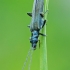 False blister beetle - Oedemera virescens | Fotografijos autorius : Gintautas Steiblys | © Macronature.eu | Macro photography web site