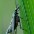 False blister beetle - Oedemera virescens | Fotografijos autorius : Romas Ferenca | © Macronature.eu | Macro photography web site