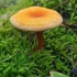 False chanterelle - Hygrophoropsis aurantiaca | Fotografijos autorius : Gintautas Steiblys | © Macronature.eu | Macro photography web site