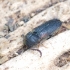 False click beetle - Otho sphondyloides | Fotografijos autorius : Romas Ferenca | © Macronature.eu | Macro photography web site
