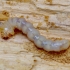 False darkling beetle - Melandrya dubia, larva | Fotografijos autorius : Romas Ferenca | © Macronature.eu | Macro photography web site
