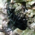 False darkling beetle - Melandrya dubia | Fotografijos autorius : Vitalii Alekseev | © Macronature.eu | Macro photography web site