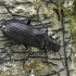 False darkling beetle - Melandrya dubia | Fotografijos autorius : Kazimieras Martinaitis | © Macronature.eu | Macro photography web site