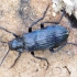 False darkling beetle - Melandrya dubia | Fotografijos autorius : Romas Ferenca | © Macrogamta.lt | Šis tinklapis priklauso bendruomenei kuri domisi makro fotografija ir fotografuoja gyvąjį makro pasaulį.