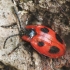 False ladybird -  Endomychus coccineus | Fotografijos autorius : Vidas Brazauskas | © Macronature.eu | Macro photography web site