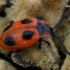 False ladybird - Endomychus coccineus  | Fotografijos autorius : Gintautas Steiblys | © Macronature.eu | Macro photography web site