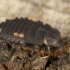 False ladybird - Endomychus coccineus, larva  | Fotografijos autorius : Gintautas Steiblys | © Macronature.eu | Macro photography web site