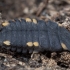 False ladybird - Endomychus coccineus, larva | Fotografijos autorius : Žilvinas Pūtys | © Macronature.eu | Macro photography web site