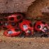 False ladybird - Endomychus coccineus | Fotografijos autorius : Žilvinas Pūtys | © Macronature.eu | Macro photography web site