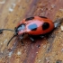 Boružiškasis palėsvabalis - Endomychus coccineus | Fotografijos autorius : Romas Ferenca | © Macronature.eu | Macro photography web site