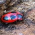 False ladybird - Endomychus coccineus | Fotografijos autorius : Romas Ferenca | © Macrogamta.lt | Šis tinklapis priklauso bendruomenei kuri domisi makro fotografija ir fotografuoja gyvąjį makro pasaulį.