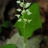 False lily of the valley - Maianthemum bifolium | Fotografijos autorius : Gintautas Steiblys | © Macronature.eu | Macro photography web site