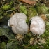 Pumpotaukšlinė retikuliarija - Reticularia lycoperdon | Fotografijos autorius : Vytautas Tamutis | © Macronature.eu | Macro photography web site