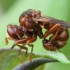 Ferruginous bee-grabber - Sicus ferrugineus ♂ | Fotografijos autorius : Žilvinas Pūtys | © Macronature.eu | Macro photography web site