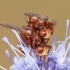 Ferruginous bee-grabber - Sicus ferrugineus | Fotografijos autorius : Žilvinas Pūtys | © Macronature.eu | Macro photography web site