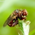 Ferruginous bee-grabber - Sicus ferrugineus | Fotografijos autorius : Romas Ferenca | © Macronature.eu | Macro photography web site