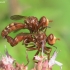 Ferruginous bee-grabber - Sicus ferrugineus | Fotografijos autorius : Gediminas Gražulevičius | © Macronature.eu | Macro photography web site