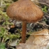 Fibrecap - Inocybe sp. | Fotografijos autorius : Gintautas Steiblys | © Macronature.eu | Macro photography web site