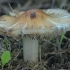 Fibrecap - Inocybe sp. | Fotografijos autorius : Gintautas Steiblys | © Macronature.eu | Macro photography web site