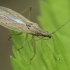 Field Damsel Bug - Nabis pseudoferus | Fotografijos autorius : Gintautas Steiblys | © Macronature.eu | Macro photography web site