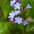 Dirvinė neužmirštuolė | Myosotis arvensis | Boraginaceae | Fotografijos autorius : Darius Baužys | © Macronature.eu | Macro photography web site