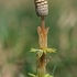 Field Horsetail - Equisetum arvense | Fotografijos autorius : Gintautas Steiblys | © Macronature.eu | Macro photography web site