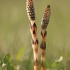 Field Horsetail - Equisetum arvense | Fotografijos autorius : Agnė Našlėnienė | © Macronature.eu | Macro photography web site