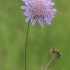 Field Scabious - Knautia arvensis | Fotografijos autorius : Gintautas Steiblys | © Macronature.eu | Macro photography web site