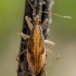 Field damsel bug - Nabis ferus, nymph | Fotografijos autorius : Oskaras Venckus | © Macronature.eu | Macro photography web site