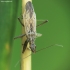 Field damsel bug - Nabis ferus | Fotografijos autorius : Vidas Brazauskas | © Macrogamta.lt | Šis tinklapis priklauso bendruomenei kuri domisi makro fotografija ir fotografuoja gyvąjį makro pasaulį.