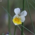 Field pansy - Viola arvensis | Fotografijos autorius : Vytautas Gluoksnis | © Macronature.eu | Macro photography web site